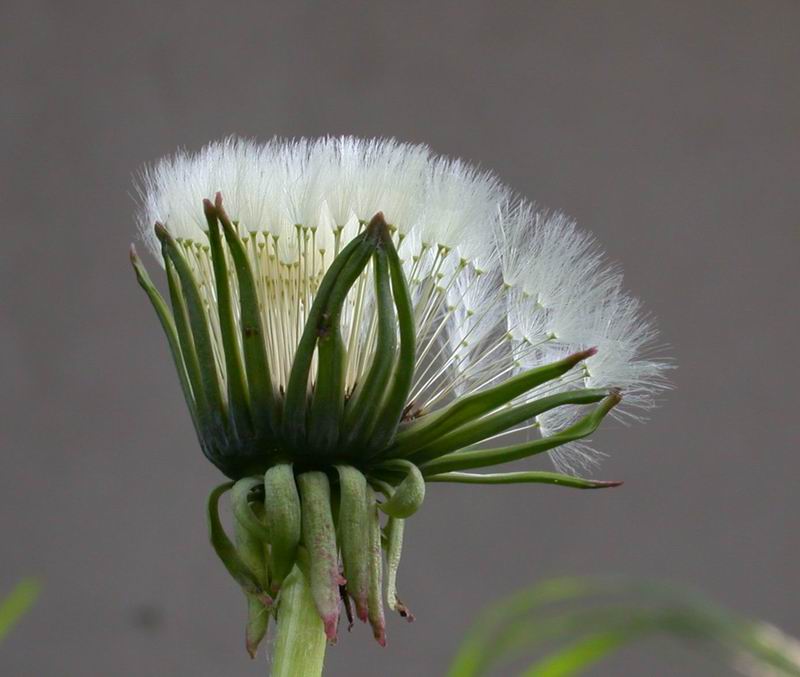 Taraxacum  sp.